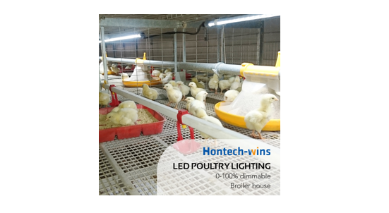 From Brooding to Maturity: How LED Lighting Can Enhance Every Stage of a Hen's Life Cycle